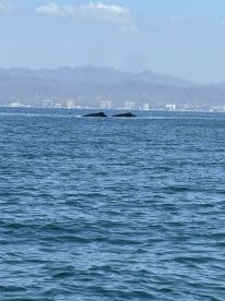 Two majestic whales swim gracefully in the ocean, showcasing the beauty of marine wildlife against a scenic backdrop.