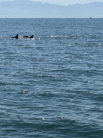 A captivating view of dolphins swimming in the open water, showcasing the beauty of marine wildlife in their natural habitat.
