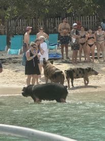 Guests interact with swimming pigs on the beach, creating a unique wildlife experience in the Bahamas.