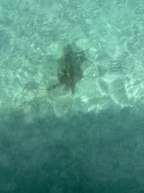 A serene underwater view of a turtle swimming in crystal-clear waters, showcasing the beauty of marine wildlife.
