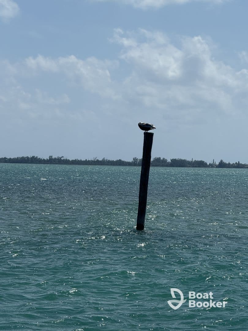 A pelican perches atop a wooden post in tranquil waters, showcasing the serene beauty of coastal wildlife.