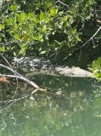 A crocodile rests among the mangroves, showcasing the unique wildlife found in coastal ecosystems. Perfect for nature enthusiasts and wildlife photographers.
