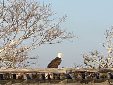 A majestic bald eagle perches on a wooden structure, showcasing the beauty of wildlife in its natural habitat.