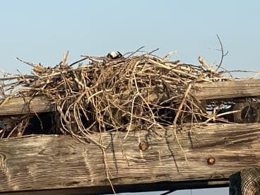 A close-up view of a bird's nest made of twigs and branches, showcasing the intricate natural architecture often found in coastal environments.