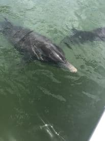 A close-up view of dolphins swimming in clear waters, showcasing the beauty of marine wildlife encounters.