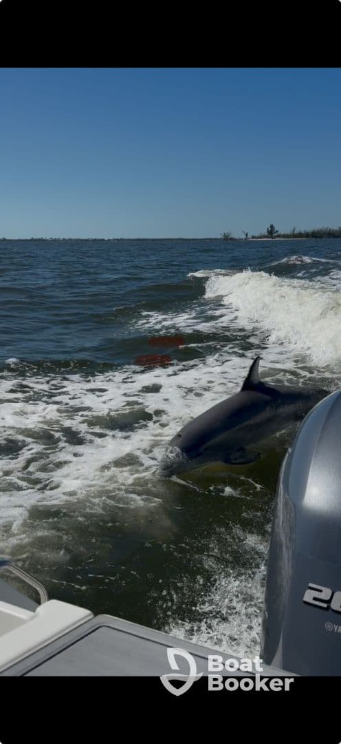 A dolphin gracefully swims alongside a boat, showcasing the beauty of marine wildlife in its natural habitat.