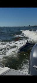 A dolphin gracefully swims alongside a boat, showcasing the beauty of marine wildlife in its natural habitat.