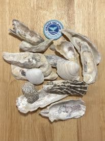 A collection of beautiful shells and oysters, perfect for souvenirs from a marine adventure, alongside a patch from Cross Island Cruises.