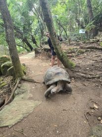 A person interacts with a giant tortoise in a lush, green environment, showcasing a unique wildlife encounter in nature.