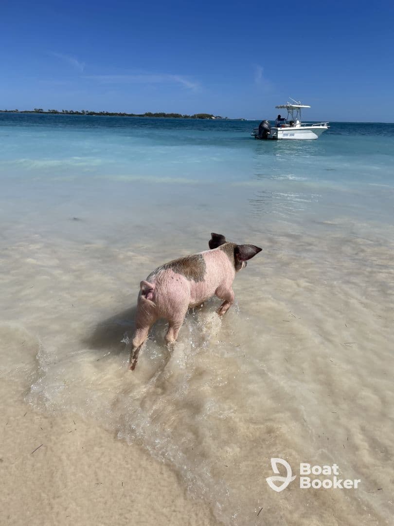 A playful pig wades through the shallow waters, showcasing the unique wildlife experiences available in the Bahamas.