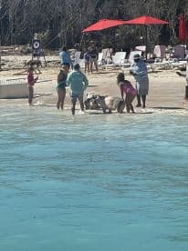 A lively scene of children interacting with pigs in shallow waters, showcasing a unique wildlife experience on the beach.