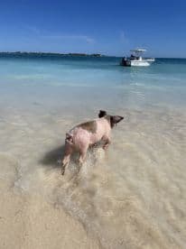 A playful pig wades through the shallow waters, showcasing the unique wildlife experiences available in the Bahamas.