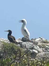 A striking close-up of two birds perched on rocky terrain, showcasing the beauty of wildlife in their natural habitat.