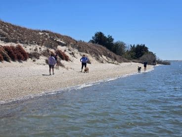 A group of people enjoy a sunny day walking along the beach with their dogs, capturing the essence of outdoor leisure and companionship.