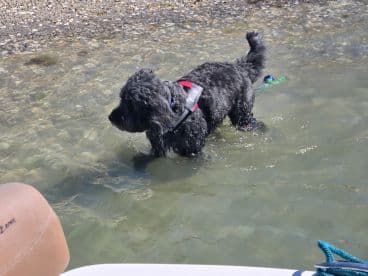 A playful dog wades through shallow water, enjoying a sunny day outdoors — a perfect moment for pet lovers and outdoor enthusiasts.