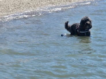 A playful dog enjoys a refreshing swim in shallow waters, showcasing the joy of outdoor adventures with pets.