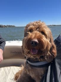A happy dog enjoys a day on the water, showcasing the joy of boating with pets. Perfect for dog lovers looking to include their furry friends in outdoor adventures.