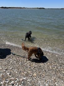 A scene featuring two dogs on a shoreline, with one exploring the water. The image captures a tranquil moment by the water's edge.