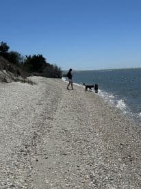 A person enjoys a sunny day at the beach with two dogs, capturing a serene moment by the water's edge.