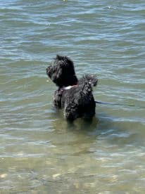 A playful dog wades in shallow water, enjoying a sunny day by the shore — a delightful moment for pet lovers and beachgoers.