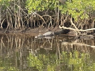 A crocodile rests along the mangrove shoreline, showcasing the natural beauty and wildlife of the area — a perfect spot for nature enthusiasts and wildlife watchers.