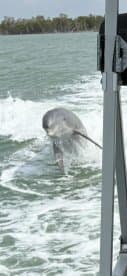 A playful dolphin leaps from the water, showcasing its agility and grace — a captivating moment for wildlife enthusiasts on a boating adventure.
