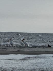 A group of pelicans gathered on the shore, showcasing their natural behavior in a serene coastal setting.