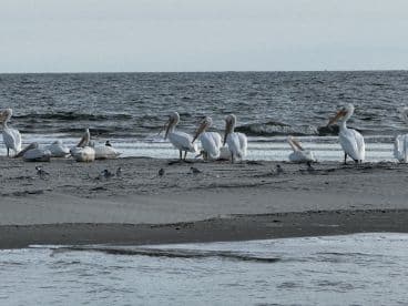 A serene scene featuring a group of pelicans resting on the beach, showcasing the beauty of coastal wildlife.