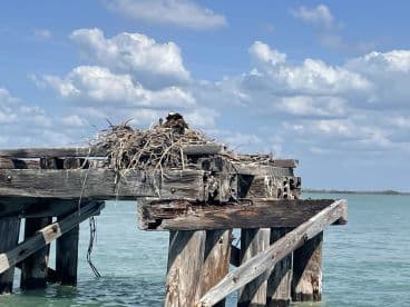 An image of a weathered pier with a nest on top, surrounded by calm waters and a cloudy sky. The focus is unclear, making it difficult to discern details.