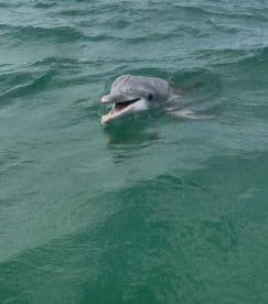 A playful dolphin swims gracefully in clear waters, showcasing the beauty of marine wildlife encounters.