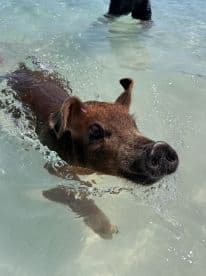 A playful pig swims in crystal-clear waters, showcasing a unique wildlife experience in the Bahamas — a must-see for animal lovers.
