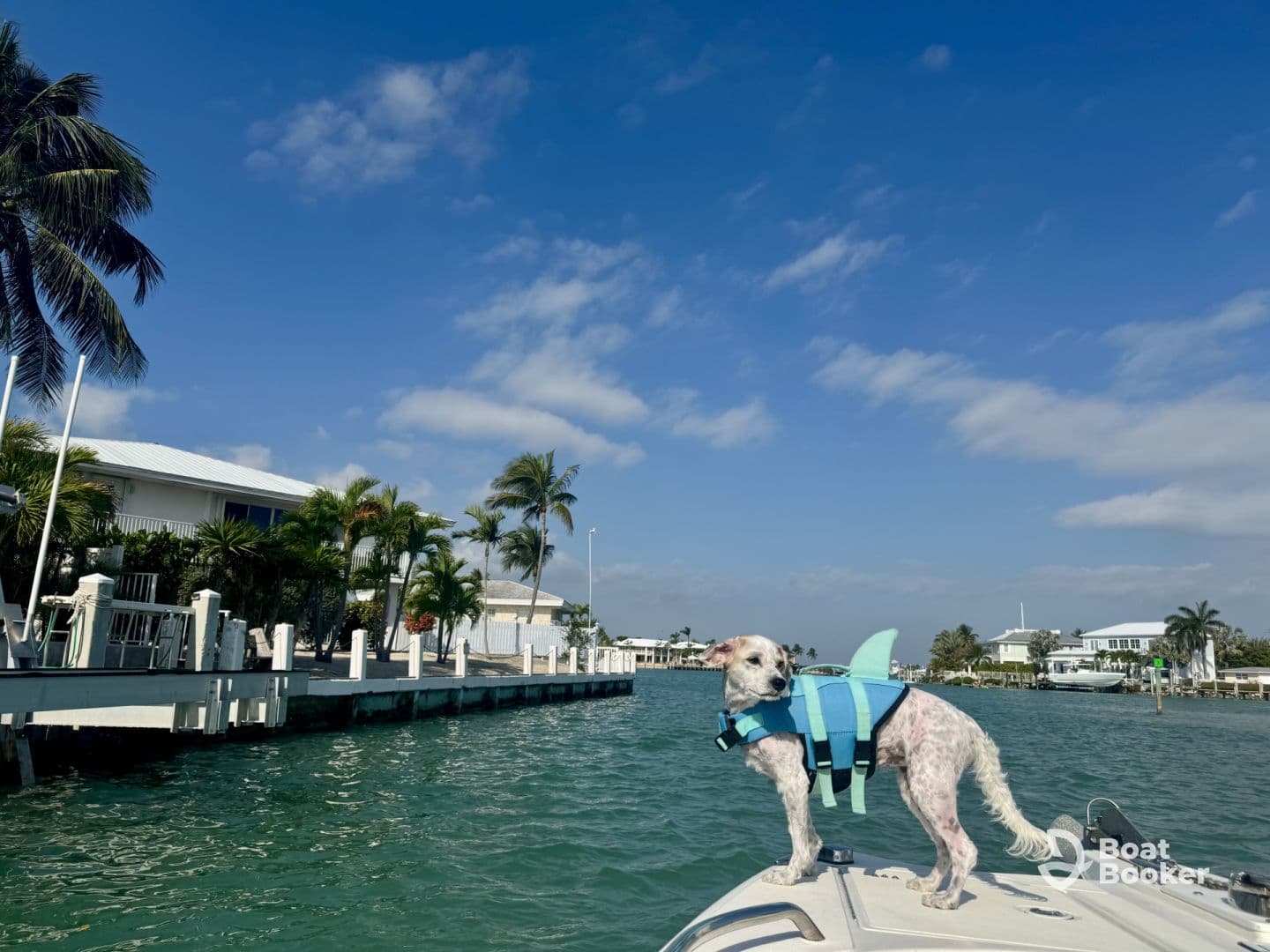 A playful dog in a life jacket stands on the bow of a boat, ready for an adventure on the water. Perfect for pet-friendly boating experiences.