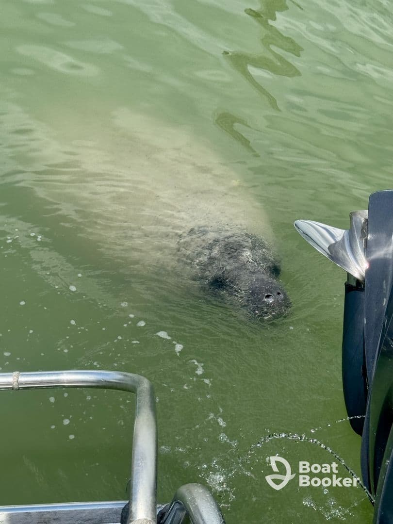 A serene close-up of a manatee swimming near a boat, showcasing the beauty of wildlife encounters in coastal waters.