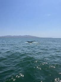 A majestic whale surfaces in the ocean, showcasing the beauty of marine wildlife in its natural habitat.