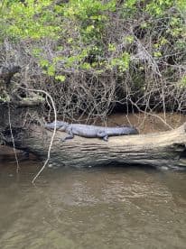 A crocodile basks on a log near the water's edge, surrounded by lush greenery — a captivating glimpse of wildlife in its natural habitat.
