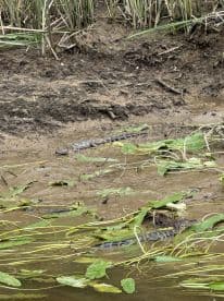 A serene scene featuring crocodiles resting among the lush greenery and muddy banks, showcasing the beauty of wildlife in its natural habitat.