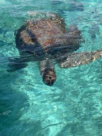 A stunning close-up of a sea turtle swimming gracefully in crystal-clear waters, showcasing the beauty of marine wildlife.