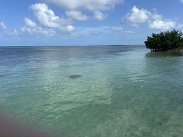 A serene view of a stingray swimming in clear turquoise waters, showcasing the beauty of marine life in a tropical setting.