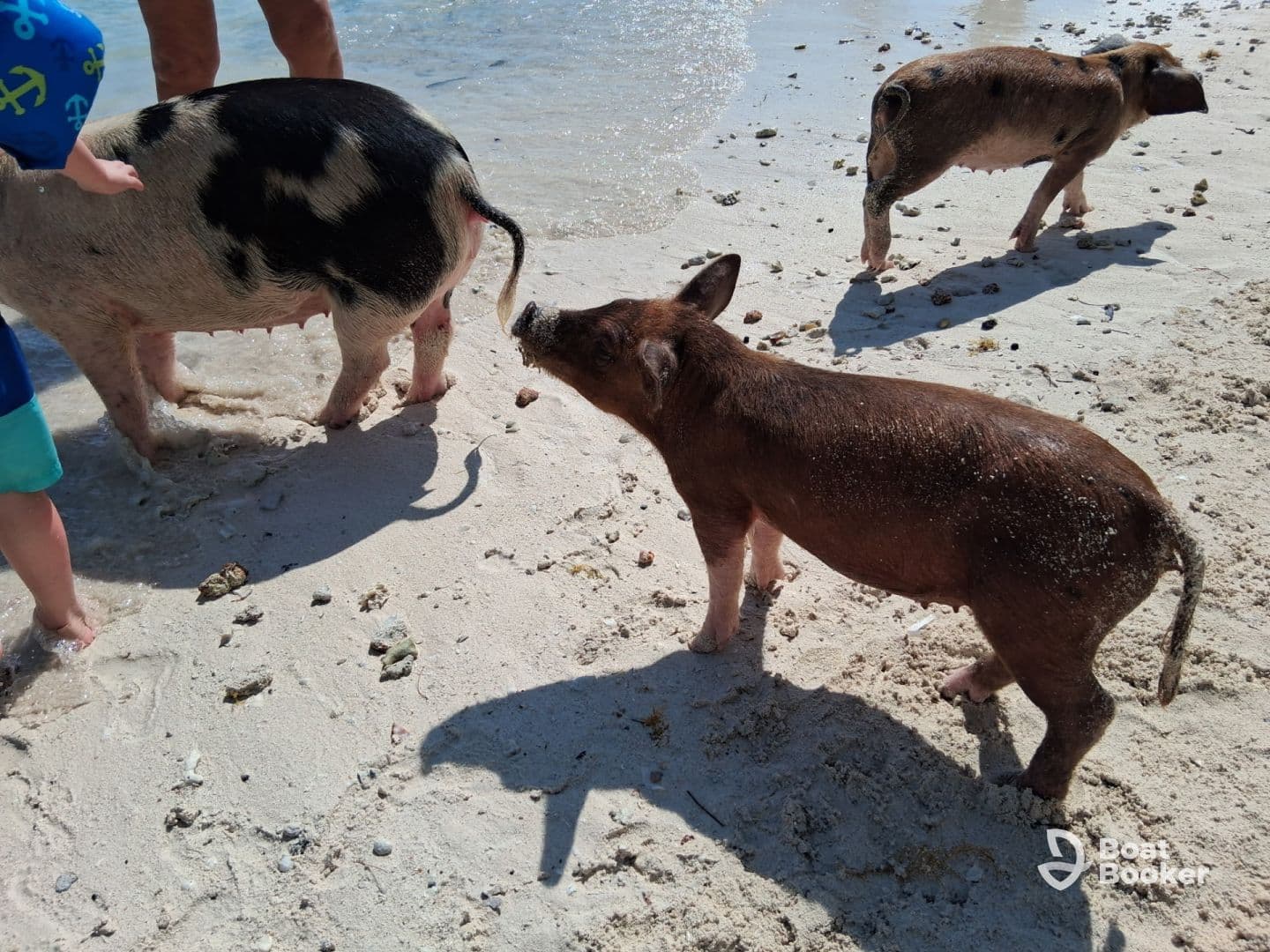 A child interacts with playful pigs on the beach, showcasing a unique wildlife experience in the Bahamas.