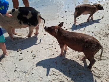 A child interacts with playful pigs on the beach, showcasing a unique wildlife experience in the Bahamas.