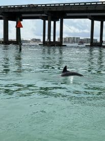 A dolphin gracefully swims in clear waters beneath a bridge, showcasing the beauty of marine wildlife in a vibrant coastal setting.