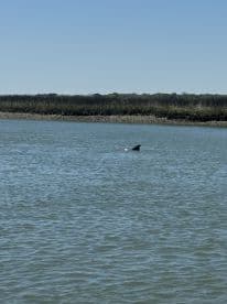 A dolphin gracefully swims in calm waters, showcasing the beauty of marine wildlife in its natural habitat.