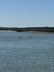 Two dolphins swim gracefully in a serene waterway, showcasing the beauty of marine wildlife in their natural habitat.