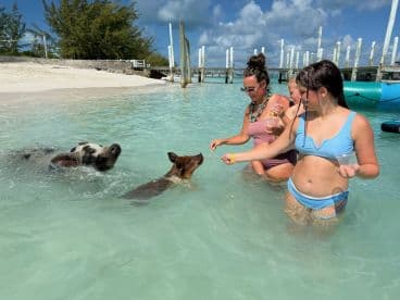Guests interact with swimming pigs in clear turquoise waters, creating a memorable wildlife experience in the Bahamas.