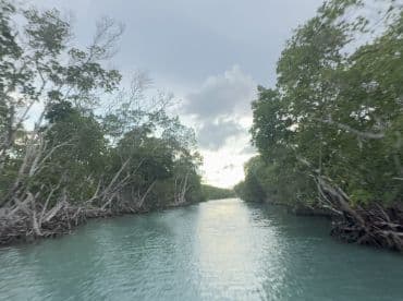 A serene view of a winding waterway surrounded by lush mangroves, perfect for eco-tours and exploring nature's beauty.