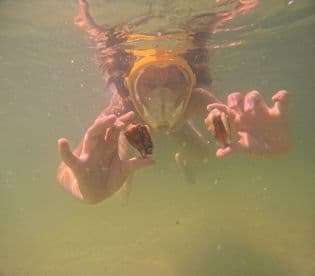 A snorkeler explores underwater, showcasing two shells while enjoying the vibrant marine life — a perfect moment for underwater adventures.