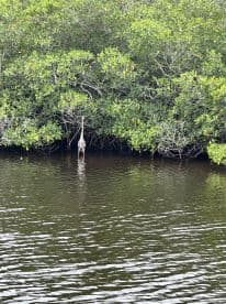 A graceful heron stands among the mangroves, showcasing the serene beauty of wildlife in its natural habitat.