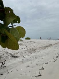 A partially obscured view of a beach scene with people in the background, but the focus is unclear due to the foreground foliage.