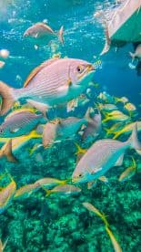 A vibrant underwater scene showcasing a school of fish swimming among the coral, perfect for marine life enthusiasts and snorkeling adventures.
