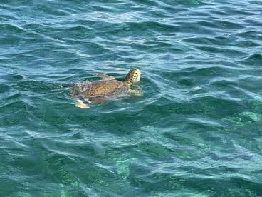 A serene shot of a turtle swimming gracefully in crystal-clear waters, showcasing the beauty of marine wildlife.